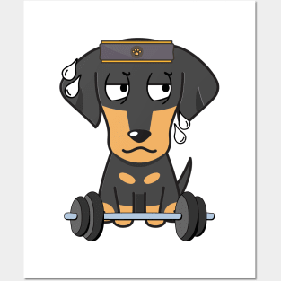 Funny dachshund is exercising Posters and Art